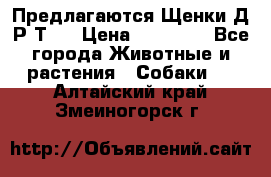 Предлагаются Щенки Д.Р.Т.  › Цена ­ 15 000 - Все города Животные и растения » Собаки   . Алтайский край,Змеиногорск г.